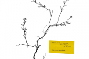 Солнцецвет