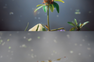 Обработка фото