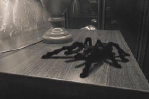 Модель паука интегрированная в фотографию