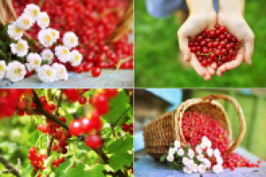 почтовая открытка