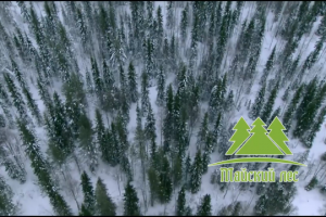 Презентационный фильм компании Майский лес