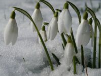 img1116364.png