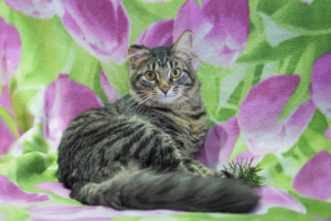 Работа 3427210