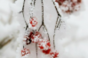 Кисть ягод во дворе