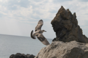 Фланирующая чайка