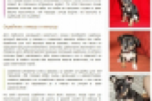 На привязь даже крошку