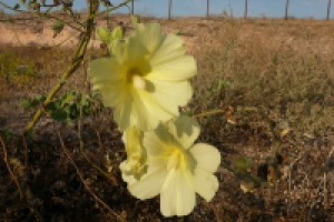 цветы спепь