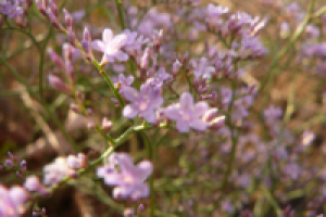 Работа 2421701