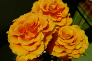 желтые розы