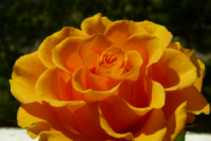 желтая роза