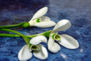 подснежник