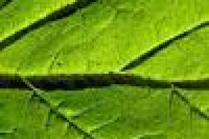 ENG-RUS. GENETICS. The Gene Sirt1. News In Brief