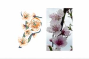 Ветка Сакуры