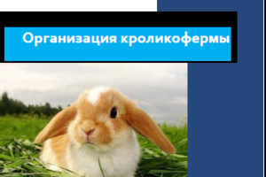Разведение кроликов