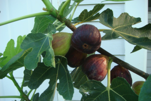 Лакомство жаркого Востока