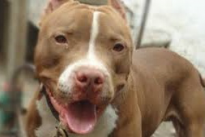 Американский питбультерьер: история породы, особенности, уход