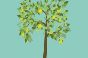 Лимонное дерево.