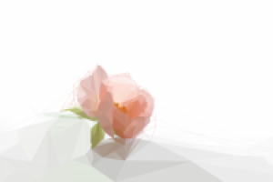 Цветок шиповника