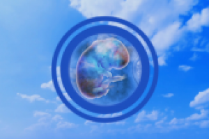 Embryo — After Effects