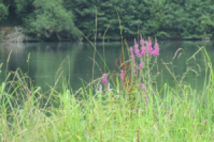 Работа 2391098