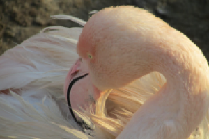 Работа 2391095