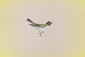 птица. фотошоп. акварель