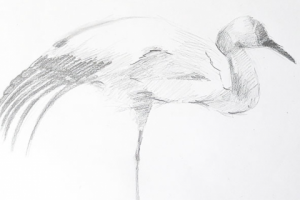 цапля. карандаш