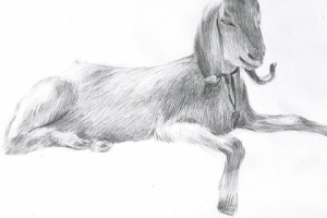 коза. карандаш