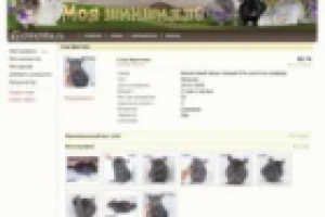 Моя шиншилла