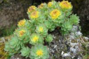 Как сохранить потенцию в зрелом возрасте