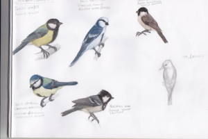 Билогия: Синицы