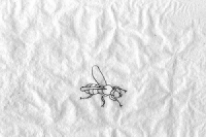 превращение из мухи в слона