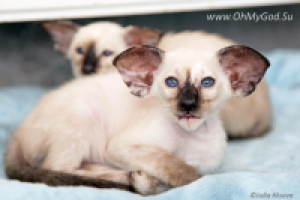 Фото животных на сайт