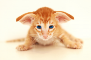 фото для ПРОДАЖИ котят