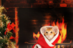 Фото животных