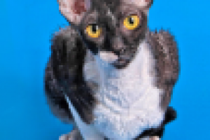 Фото животных