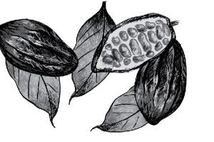 Какао-бобы для фирменного стиля кафе "БонБон"