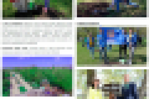 В Загородном парке высадили "Аллею Мира"