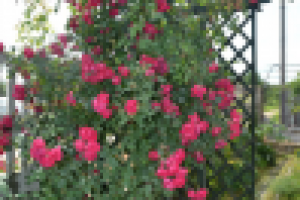 Работа 2200631