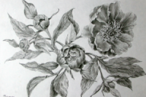 Работа 3023636