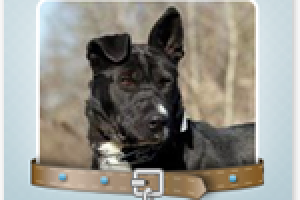 Приют для животных Бирюлево