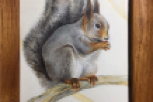 акварель_белка