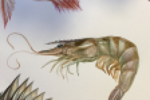 креветка тигровая