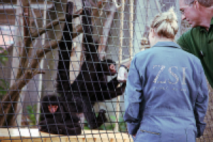 Лондонский зоопарк 04