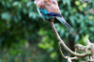 Лондонский зоопарк 03