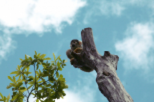 Лондонский зоопарк 02