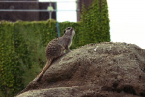 Лондонский зоопарк 01