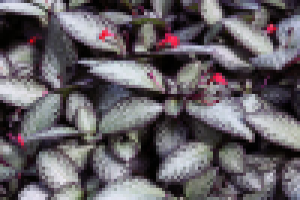 Kew Gardens, London 02