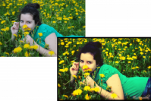 Одуванчики