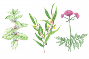 Иллюстрация для компании Амидосоль